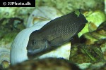 telmatochromis temporalis telmatochromis temporalis