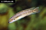 telmatochromis vittatus telmatochromis vittatus