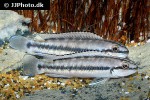 telmatochromis vittatus telmatochromis vittatus