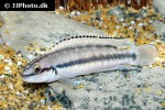 telmatochromis vittatus telmatochromis vittatus