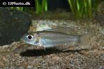 trematocara marginatum trematocara marginatum