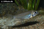 trematocara marginatum trematocara marginatum