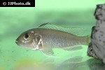 triglachromis otostigma triglachromis otostigma