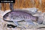 triglachromis otostigma triglachromis otostigma