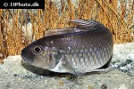 triglachromis otostigma triglachromis otostigma