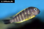tropheus brichardi tropheus brichardi