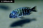 tropheus duboisi tropheus duboisi