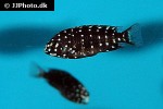 tropheus duboisi tropheus duboisi