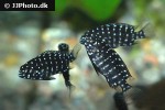 tropheus duboisi tropheus duboisi