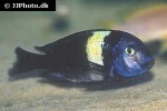 tropheus duboisi tropheus duboisi