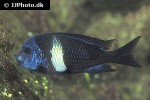tropheus duboisi tropheus duboisi