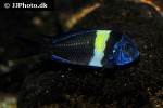 tropheus duboisi tropheus duboisi