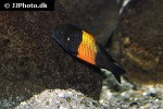 tropheus moorii tropheus moorii
