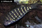 tropheus moorii tropheus moorii
