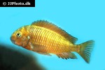 tropheus moorii tropheus moorii