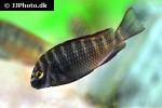 tropheus moorii tropheus moorii