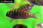 tropheus moorii tropheus moorii
