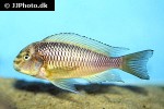 tropheus moorii tropheus moorii