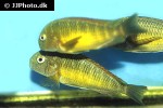 tropheus moorii tropheus moorii