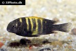 tropheus moorii tropheus moorii