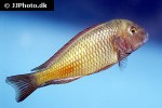 tropheus moorii tropheus moorii