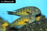 tropheus moorii tropheus moorii
