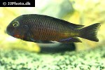 tropheus moorii tropheus moorii