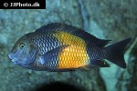tropheus moorii tropheus moorii