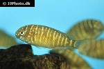 tropheus moorii tropheus moorii
