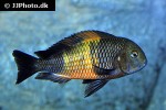 tropheus moorii tropheus moorii