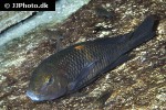 tropheus moorii tropheus moorii
