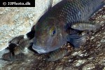 tropheus moorii tropheus moorii
