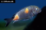 tropheus moorii tropheus moorii