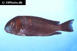 tropheus moorii tropheus moorii