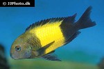 tropheus moorii tropheus moorii