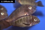 tropheus moorii tropheus moorii