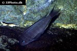 tropheus polli tropheus polli