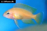 variabilichromis moorii variabilichromis moorii