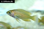 variabilichromis moorii variabilichromis moorii