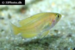 variabilichromis moorii variabilichromis moorii