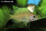 variabilichromis moorii variabilichromis moorii