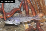 xenotilapia bathyphila xenotilapia bathyphila