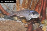 xenotilapia bathyphila xenotilapia bathyphila