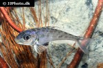 xenotilapia bathyphila xenotilapia bathyphila