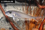 xenotilapia boulengeri xenotilapia boulengeri