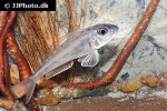 xenotilapia boulengeri xenotilapia boulengeri