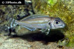 xenotilapia caudafasciata xenotilapia caudafasciata