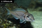 xenotilapia caudafasciata xenotilapia caudafasciata