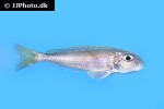 xenotilapia flavipinnis xenotilapia flavipinnis