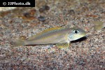 xenotilapia flavipinnis xenotilapia flavipinnis